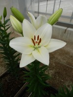 [5107 Rokanje VH No02.JPG]